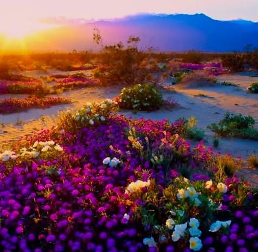 Desert blooming with colorful wildflowers at sunset with mountains in the background