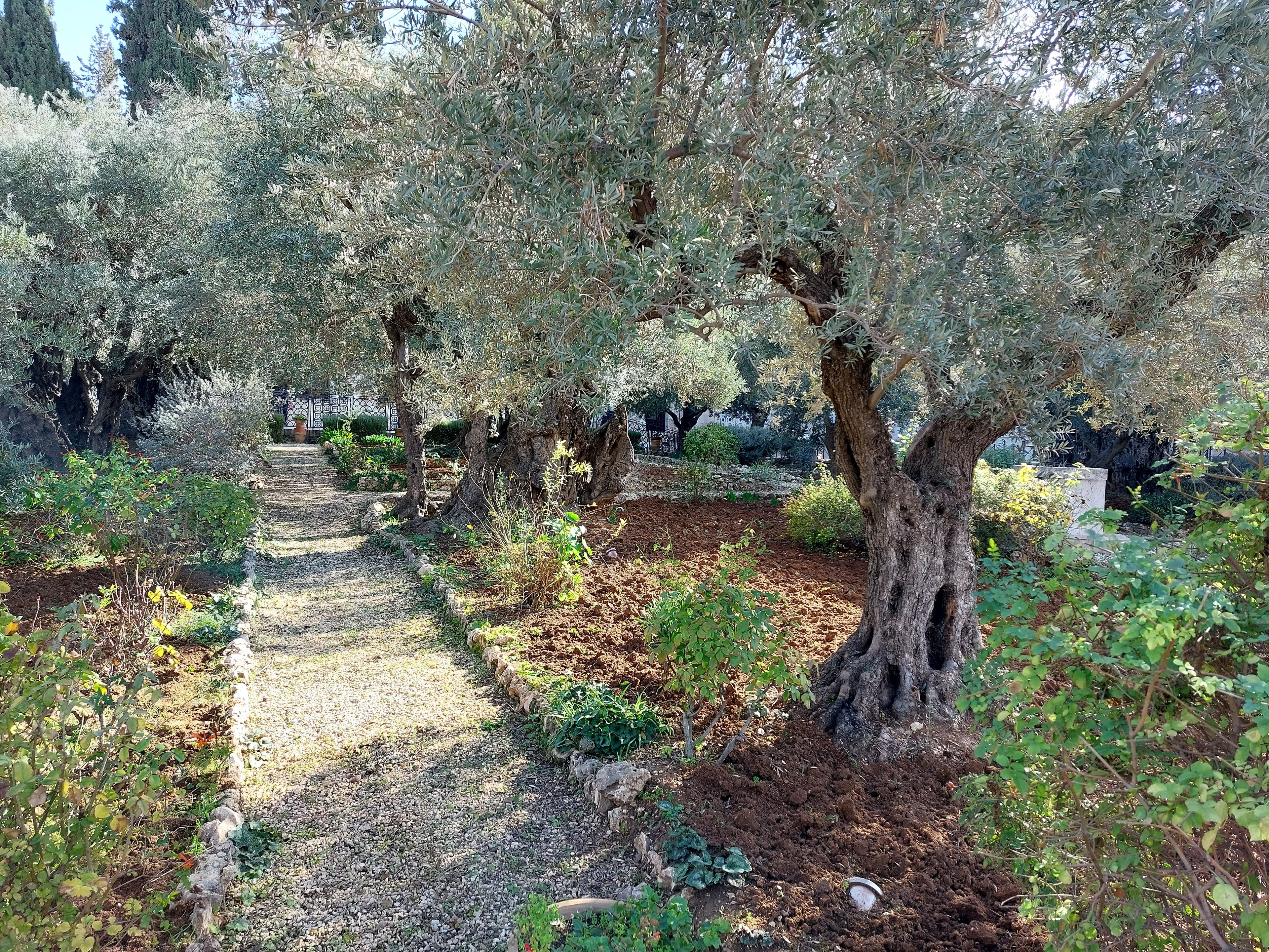 Ancient olive trees in the Garden of Gethsemane, Jerusalem