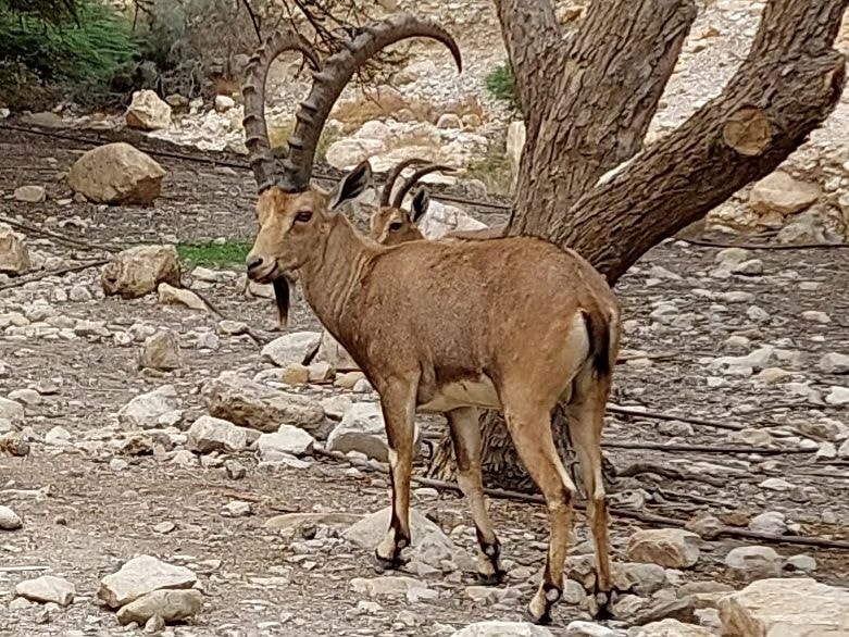 Mountain goats that live near Masada in the Judean Desert
