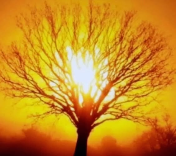 Tree silhouetted against a blazing golden sunrise