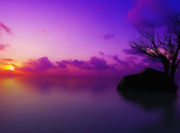 Dramatic purple and golden sunset over calm water with a bare tree silhouette on a rock